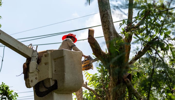 Tree care and maintenance services in Davenport