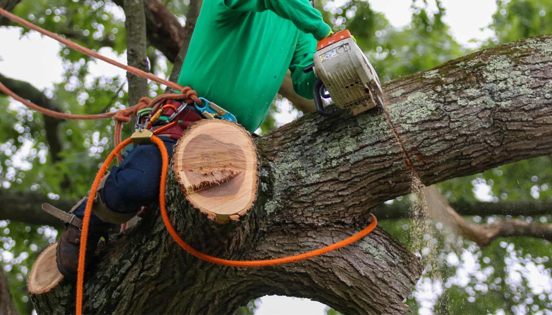 Relax with Davenport best tree removal.