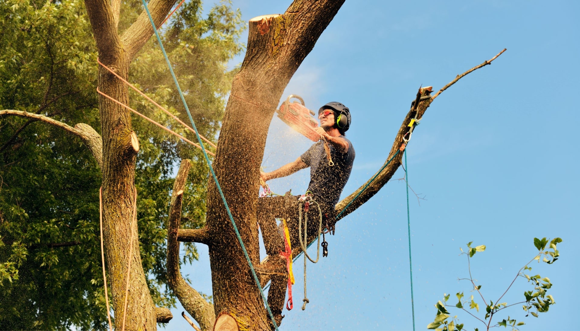 Davenport tree removal experts solve tree issues.