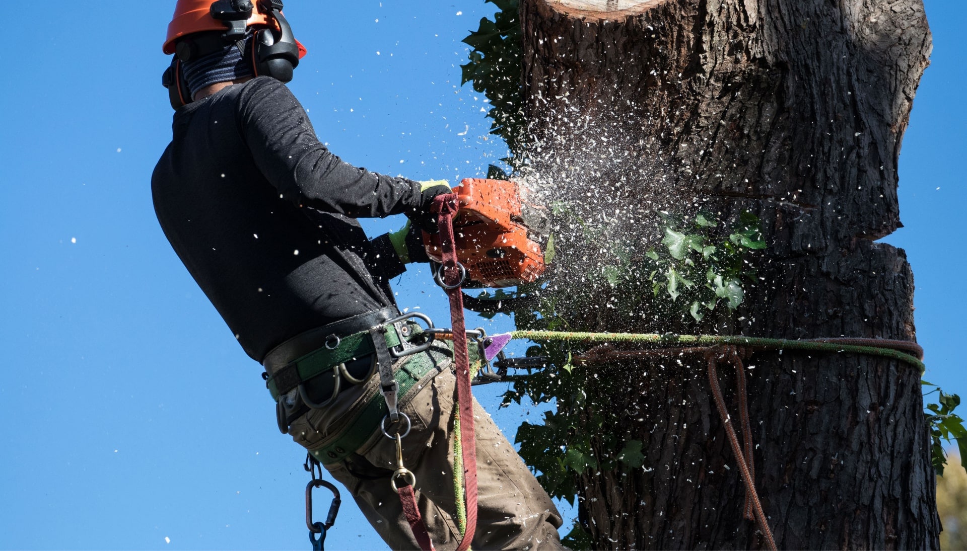 Professional Tree removal solutions in Davenport
